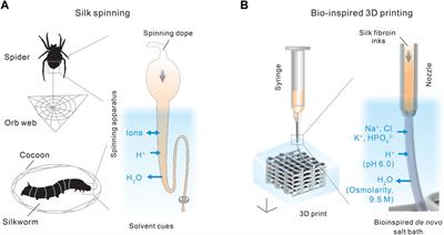 A brief review on the mechanisms and approaches of silk spinning-inspired biofabrication